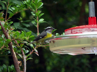 P7101273-Bananaquit.JPG