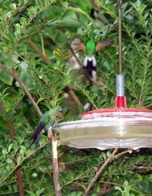 P7101289-Hummingbird2.jpg