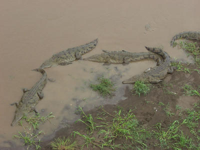 P7111644-Crocodiles.JPG