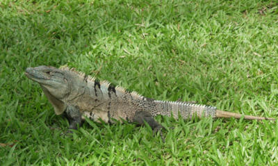 P7111657-Iguana2.jpg