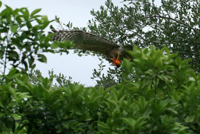 The Fishing Red-shoulder Hawk