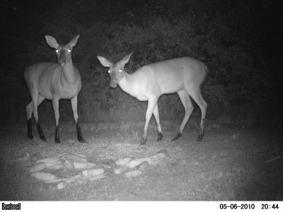 Doe on the left, rumored to be pregnant, and her youngster, a buck, on the right