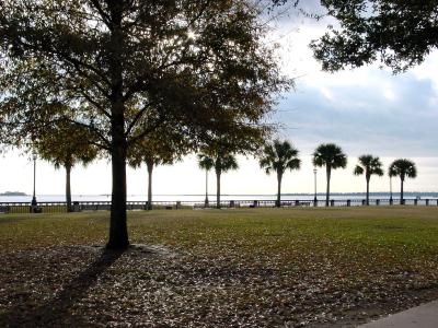 waterfront park back lit trees.jpg