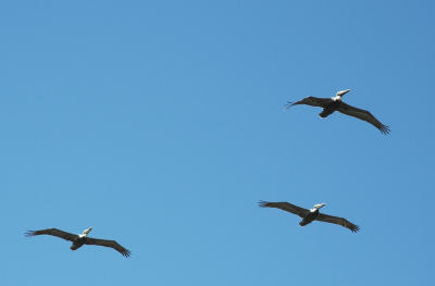 3 pelicans.jpg
