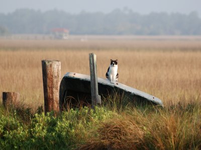 marsh cat, master of all  he surveys