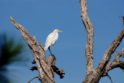 white heron, blue sky