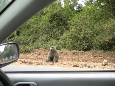 Baboon chillin' by the side of the road.