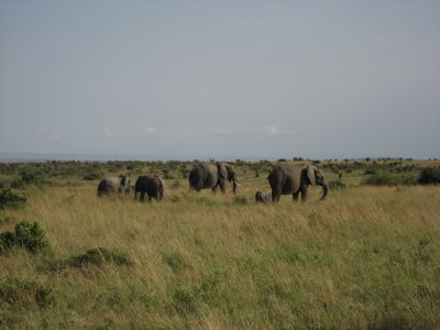 Family of elephants.