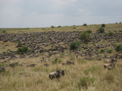 More of the wildebeest migration.