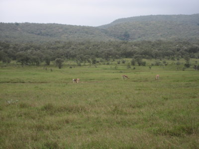 Thompson's Gazelles in Hell's Gate National Park, Kenya.