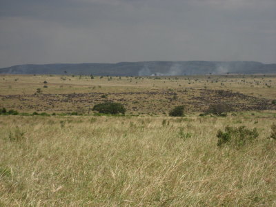 Wildebeest migrating north from Tanzania.