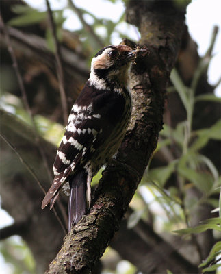 Picchio rosso minore (Dendrocopos minor)