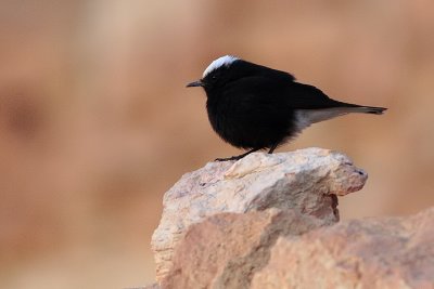 uccelli