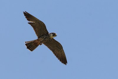 falco_subbuteo