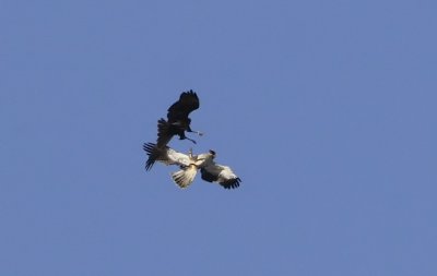 Falco di palude (Circus aeruginosus) vs. Aquila minore (Hieraetus pennatus)