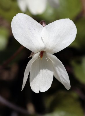 Viola alba besser subsp. scotophylla