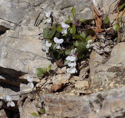 Viola alba scotophylla