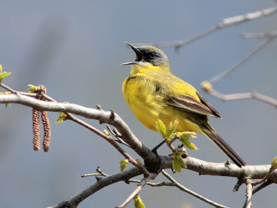Cutrettola (Motacilla flava)