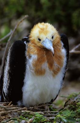 Juvenile Frigate Bird
