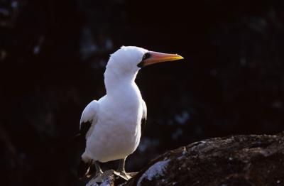 Nazca Booby