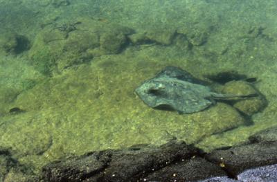 Sting Ray