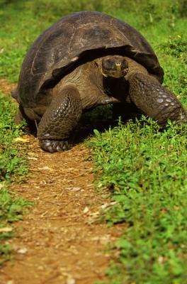 Walking Tortoise