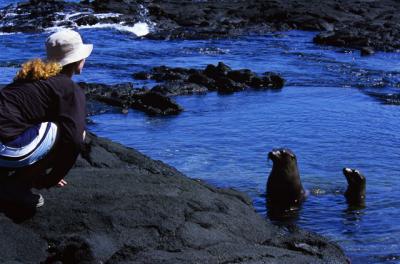g3/33/642833/3/57141067.sealions3.jpg