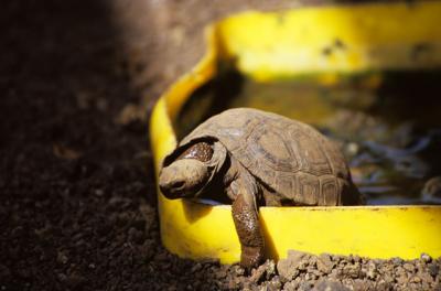 Baby Tortoise