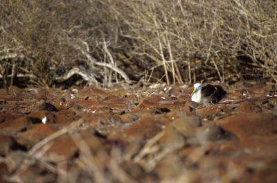 Waved Albatross