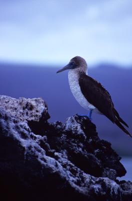 Blue-footed Booby