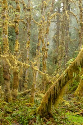 The Hall of Mosses trail