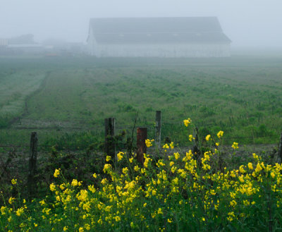 Winter fog
