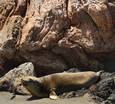 Elephant Seal at Cambria