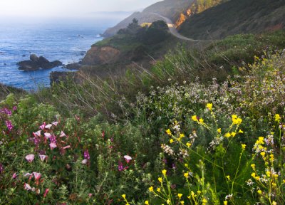 Wildflowers on Rt 1