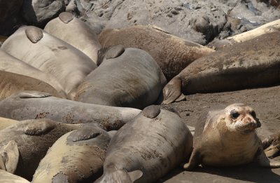 Seal colonies