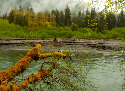 Along the Hoh River