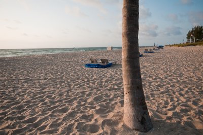 Palm on the beach