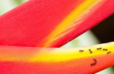 Ants on Heliconia