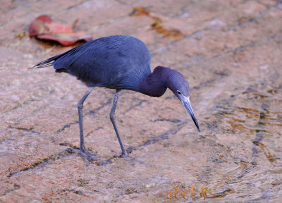 Little Blue Heron