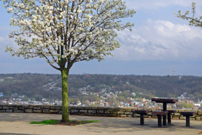 Spring Tree in Bloom