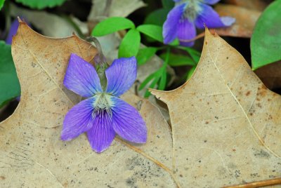 Common Blue Violet