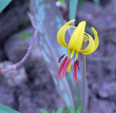 Yellow Trout Lilly
