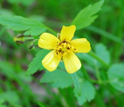 Hispid buttercup