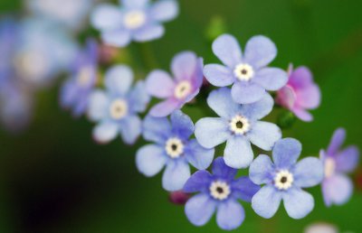 Forget -me -nots