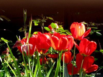 tulipanes