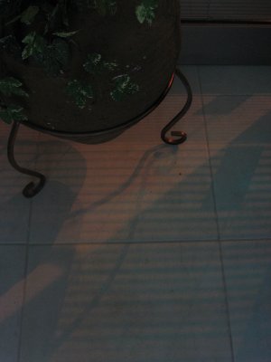 sombra de maceta