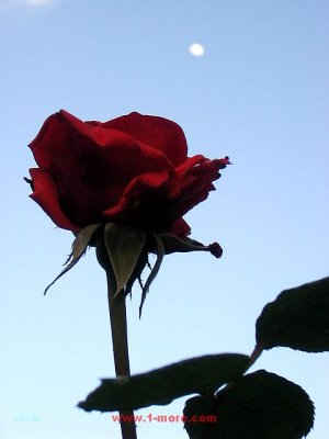 la rosa y la luna