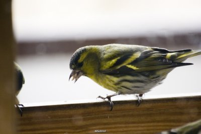 Czyżyk (Carduelis spinus)