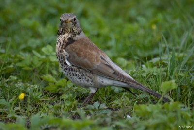 Kwiczoł (Turdus Pilaris)