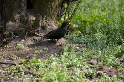 Kos (Turdus Merula)